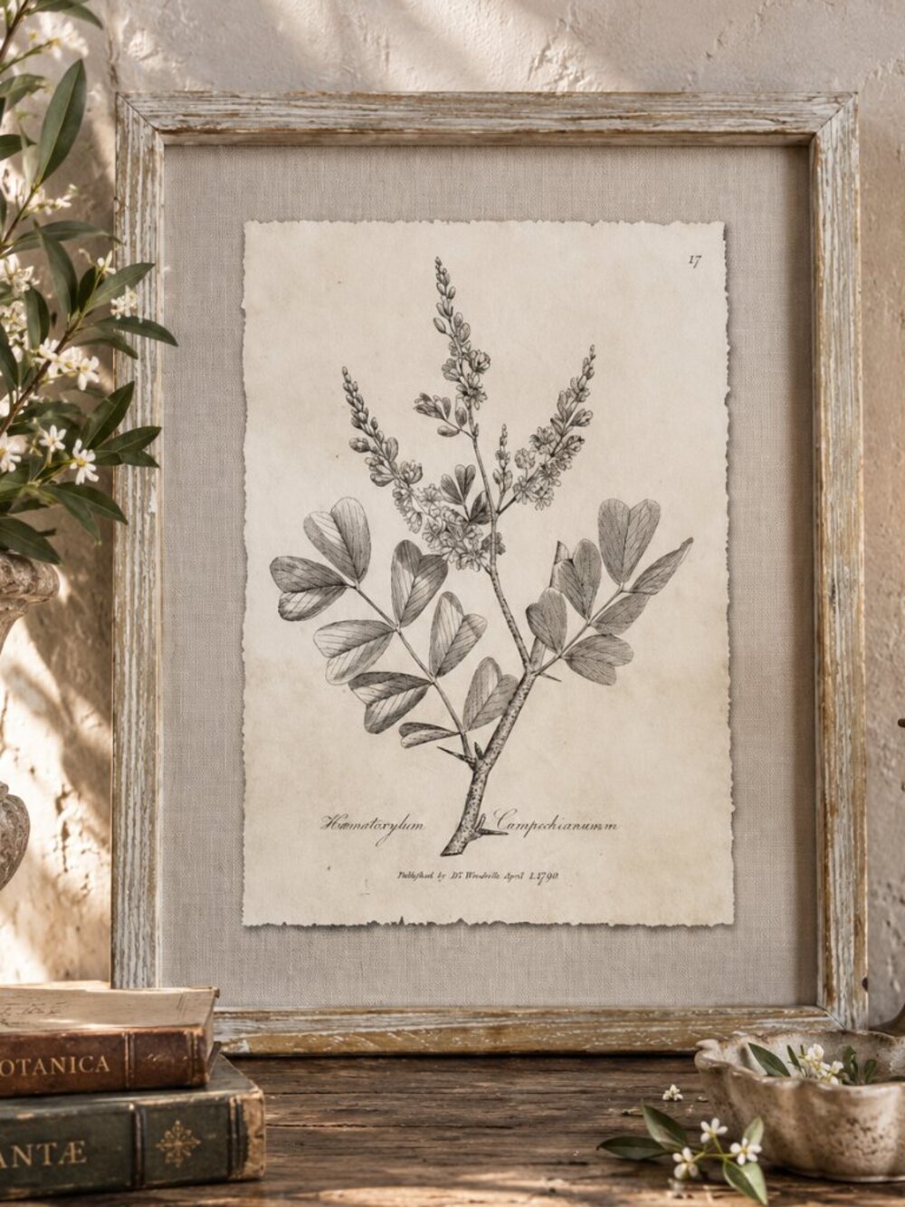 Vintage Framed Haematoxylum Campechianu Botanical Sepia Print Medical Botany Art